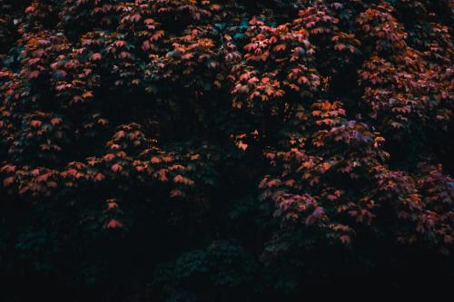 spencer-watson-Ir1P6OhJJqA-unsplash